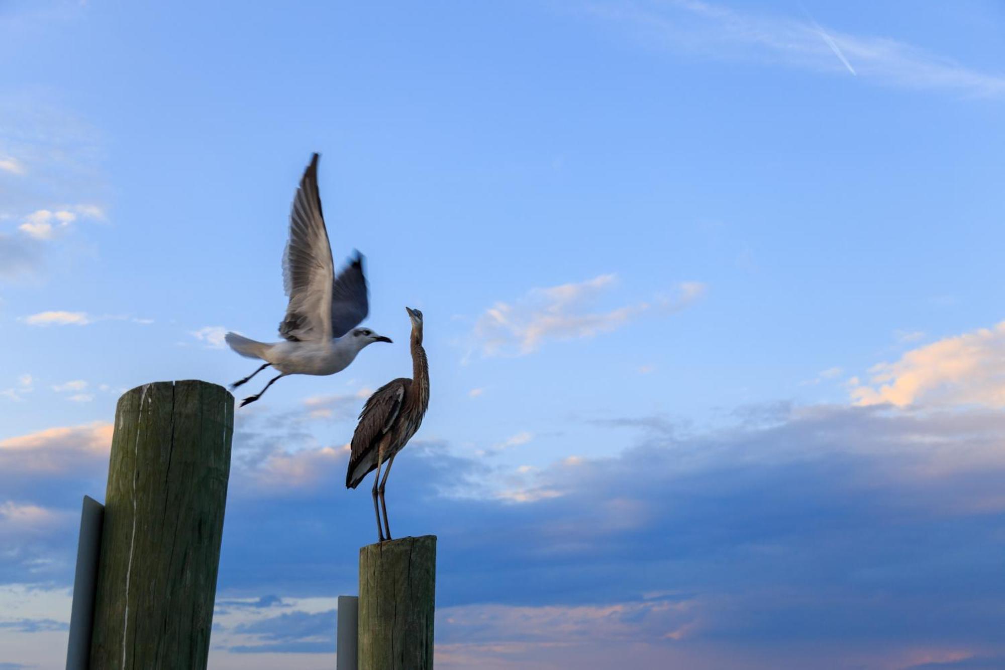Forest Beach Villas Hilton Head Island Rum bild